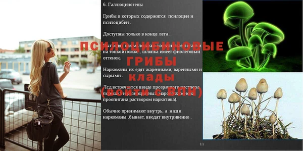 гашик Богданович